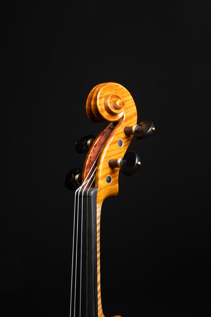 Violino Splendore