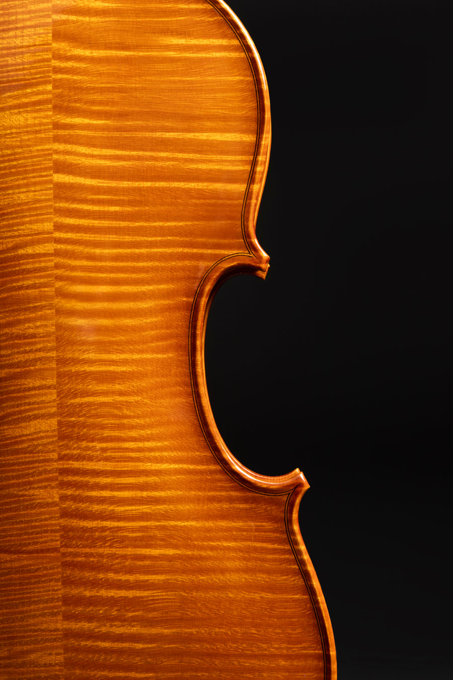 Violino Splendore