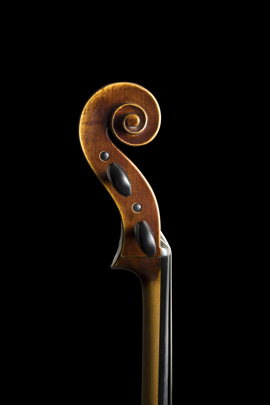 Violoncelo Magnifico
